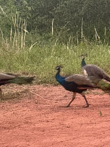 Indian Peafowl