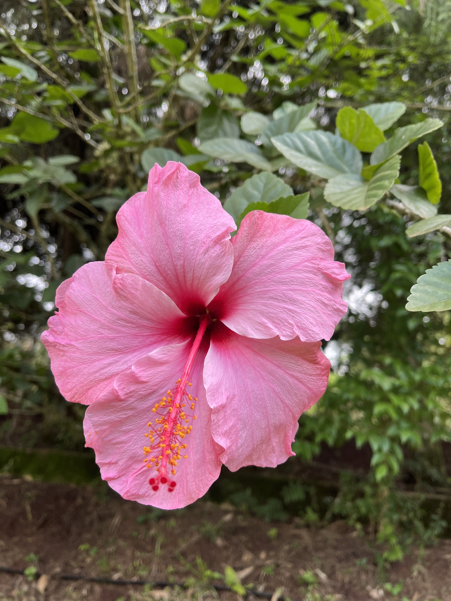 Hibiscus rosa-sinensis