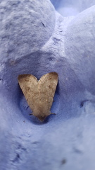 Orthosia populeti
