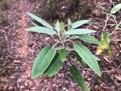 Astrotricha latifolia