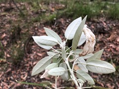 Astrotricha latifolia