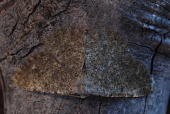 Dicrognophos sartata