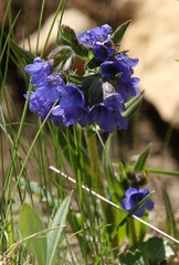 Pulmonaria australis