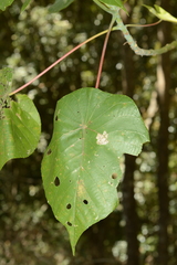 Macaranga indica