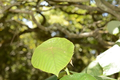 Macaranga indica