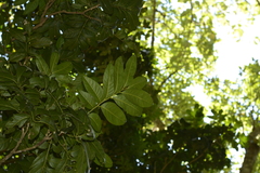 Dysoxylum gotadhora