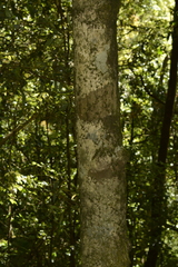 Dysoxylum gotadhora