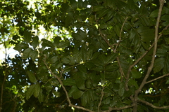 Dysoxylum gotadhora