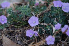 Convolvulus sabatius mauritanicus