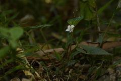 Viola pilosa