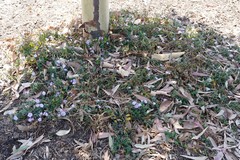 Convolvulus sabatius mauritanicus