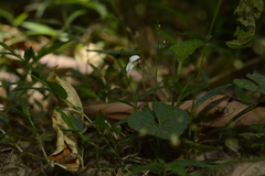 Viola pilosa