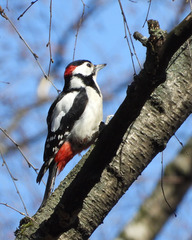 Dendrocopos major