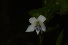 Viola pilosa
