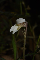 Viola pilosa