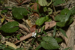 Viola pilosa
