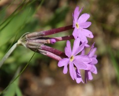 Primula halleri