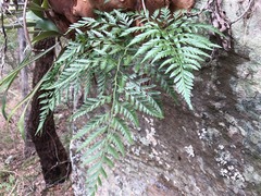 Davallia solida pyxidata