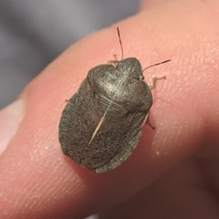 Eurygaster austriaca