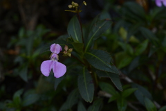 Impatiens tangachee
