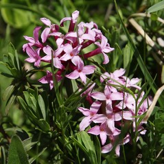 Daphne striata