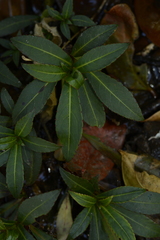 Impatiens tangachee