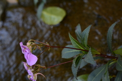 Impatiens tangachee