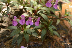 Impatiens tangachee