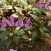 Impatiens tangachee - Photo (c) Siddarth Machado, some rights reserved (CC BY), uploaded by Siddarth Machado