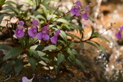 Impatiens tangachee
