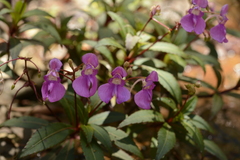 Impatiens tangachee