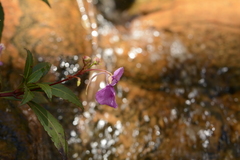 Impatiens tangachee