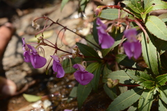 Impatiens tangachee
