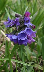 Pulmonaria australis