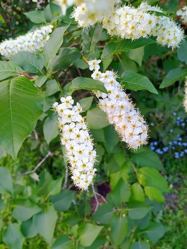 chokecherry