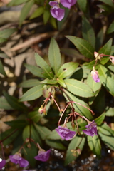 Impatiens tangachee