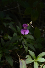 Impatiens tangachee