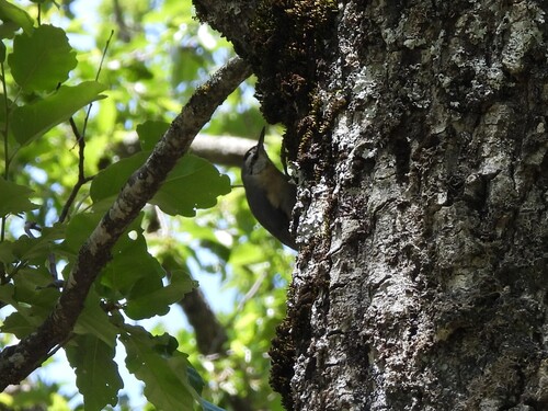 Algerian Nuthatch