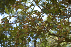 Ternstroemia gymnanthera