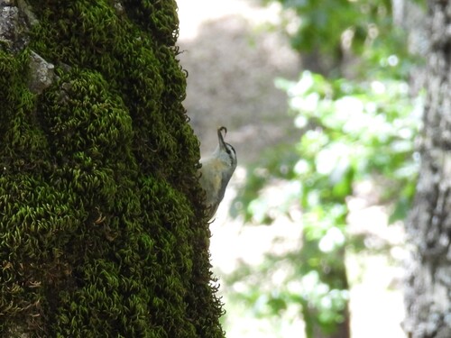Algerian Nuthatch