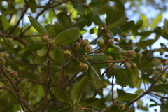 Ternstroemia gymnanthera