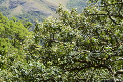 Archidendron clypearia