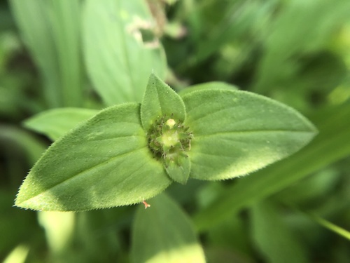 Richardia scabra