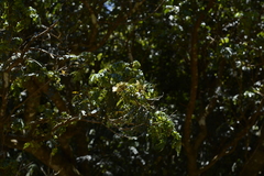 Archidendron clypearia