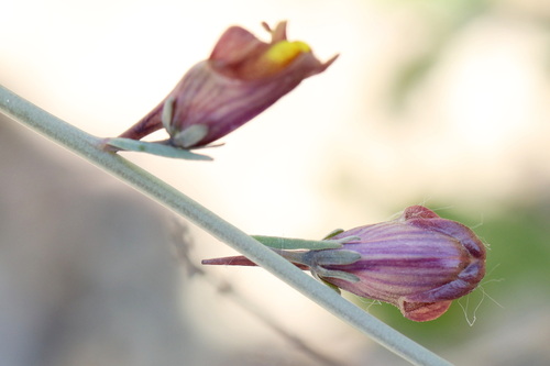 Linaria popovii, photograph 6