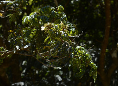 Archidendron clypearia