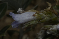 Strobilanthes kunthiana