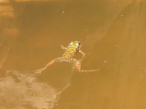 Sahara Frog