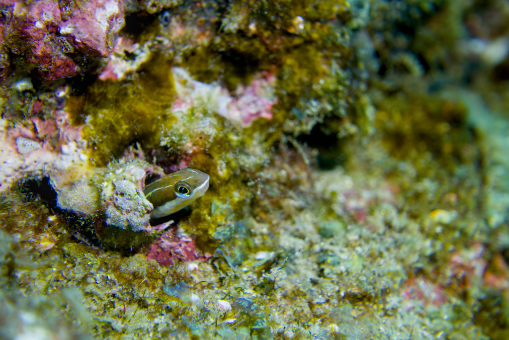 Sabertooth blenny (Plagiotremus azaleus) — Blenniidae