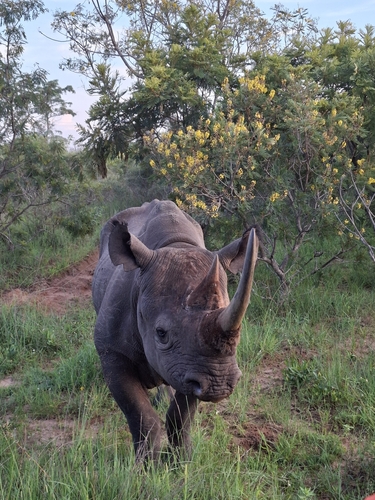 Black Rhinoceros